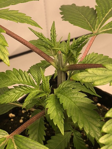 Growreport Bild 17