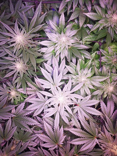 Growreport Bild 2
