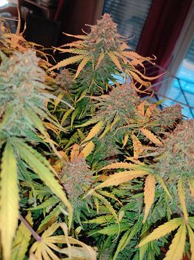 Growreport Bild 5