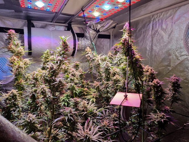 Growreport Bild 43