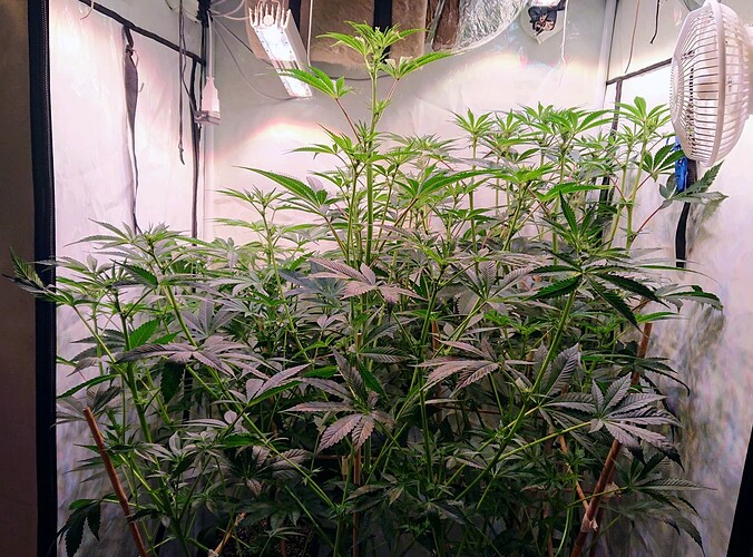 Growreport Bild 1