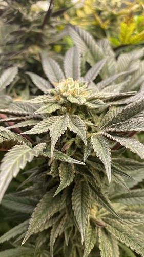 Growreport Bild 12
