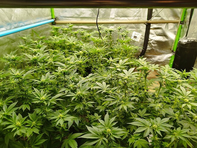 Growreport Bild 2
