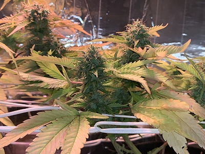 Growreport Bild 1