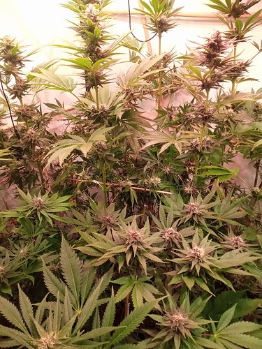 Growreport Bild 30