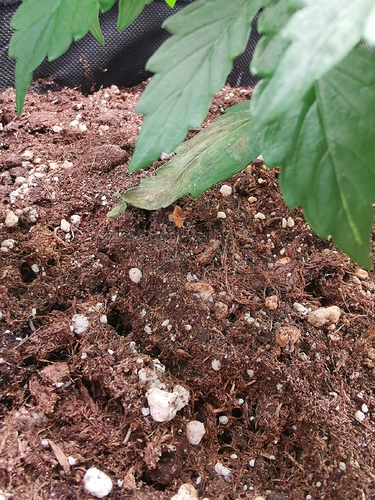 Growreport Bild 4
