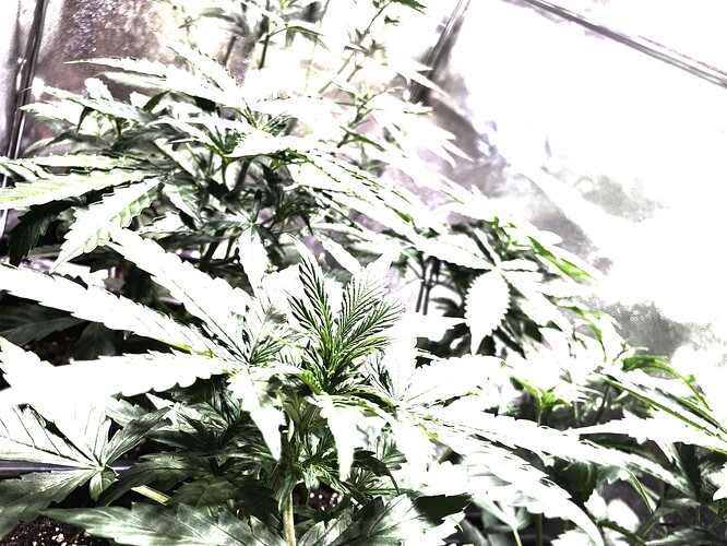 Growreport Bild 9