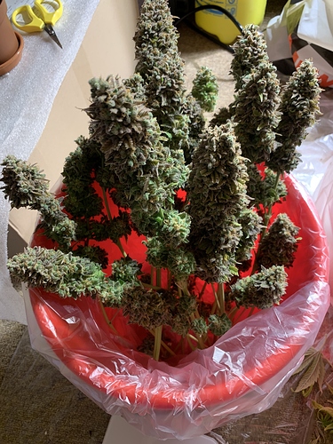Growreport Bild 1