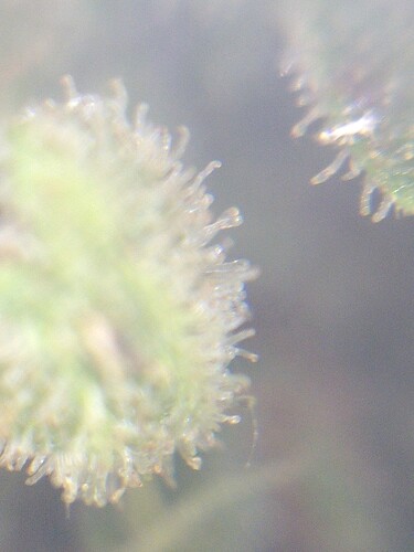 Growreport Bild 6