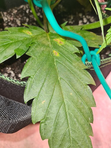 Growreport Bild 7