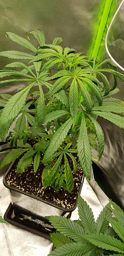 Growreport Bild 4