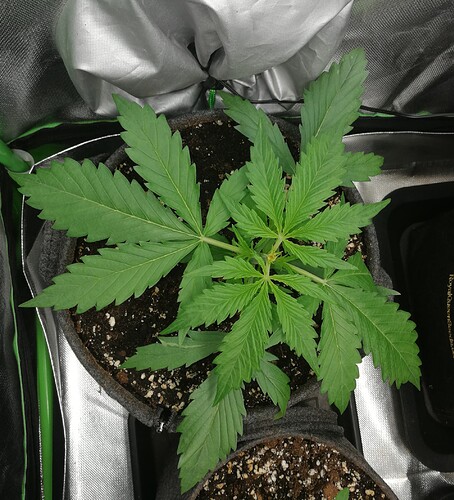 Growreport Bild 165