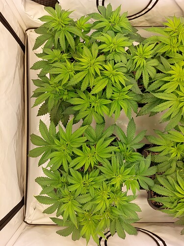 Growreport Bild 2