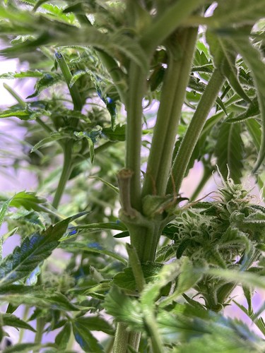 Growreport Bild 6