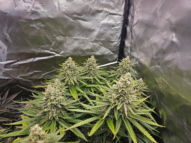 Growreport Bild 3