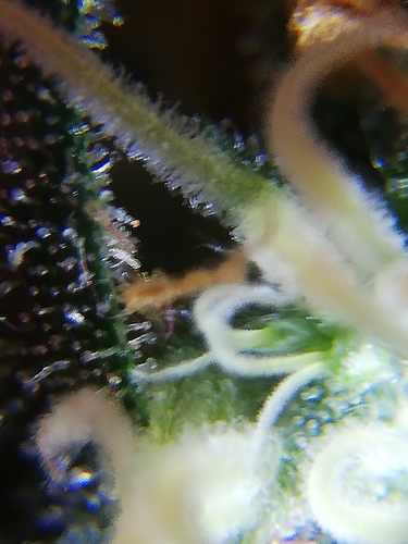 Growreport Bild 6