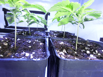Mehrere junge Cannabispflanzen in kleinen schwarzen Töpfen, die in einer Reihe stehen. Die Pflanzen sind noch klein und haben nur wenige Blätter.