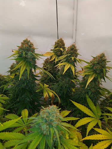 Growreport Bild 10