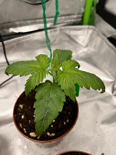 Growreport Bild 1