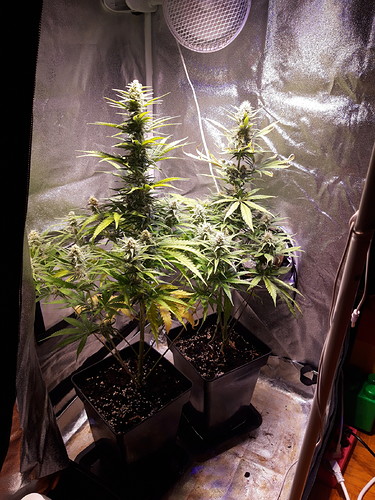 Growreport Bild 6