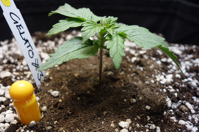 Growreport Bild 16