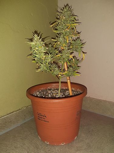 Growreport Bild 7