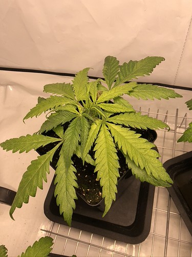 Growreport Bild 8