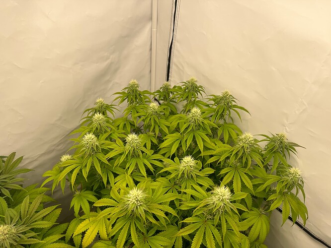 Growreport Bild 8