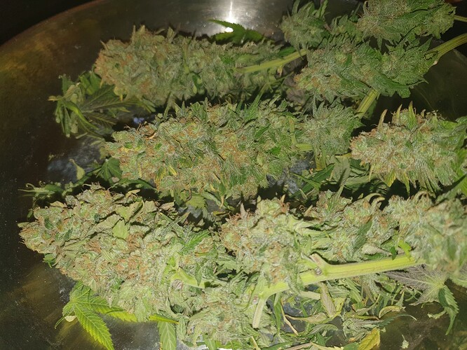 Growreport Bild 22