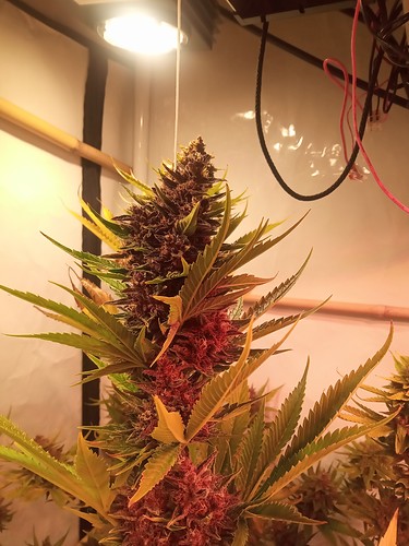 Growreport Bild 18