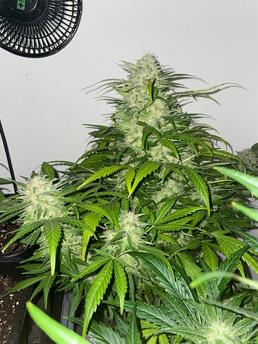 Growreport Bild 1