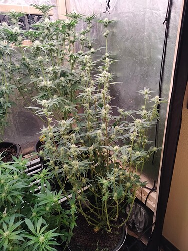 Growreport Bild 7