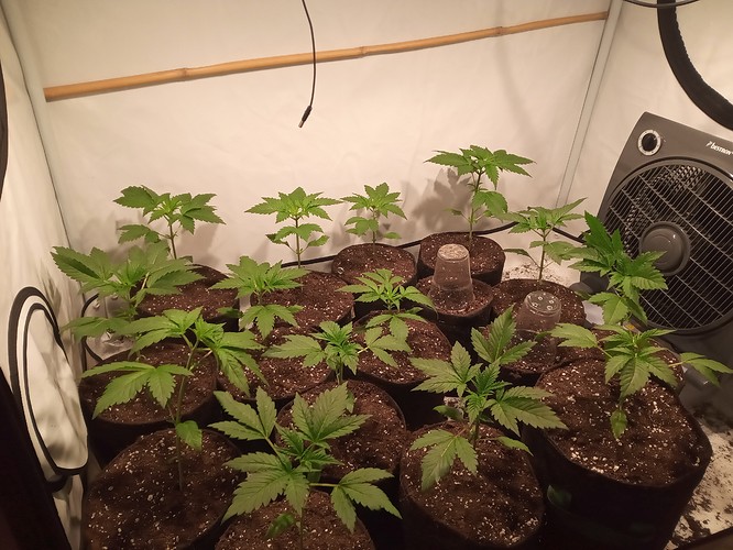 Growreport Bild 9