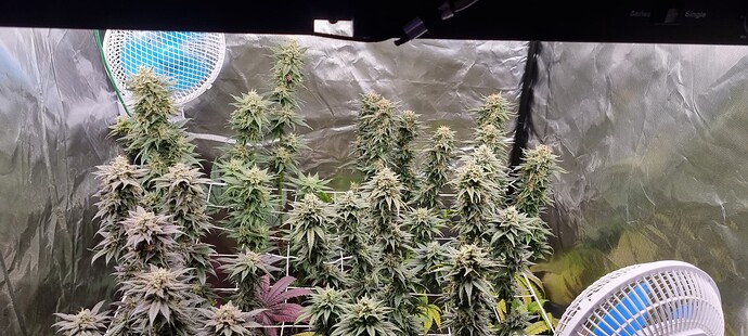 Growreport Bild 54