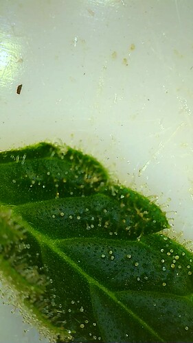 Growreport Bild 21