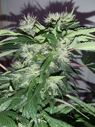 Growreport Bild 8