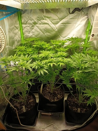Growreport Bild 4