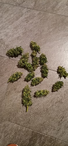 Growreport Bild 8