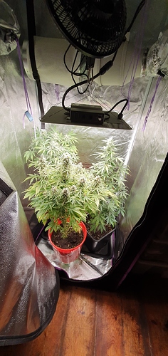 Growreport Bild 2