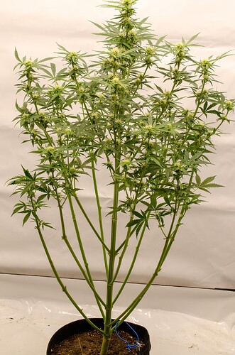 Growreport Bild 4
