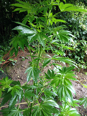 Growreport Bild 6