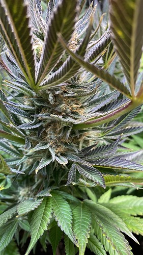 Growreport Bild 7