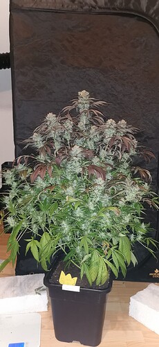 Growreport Bild 12