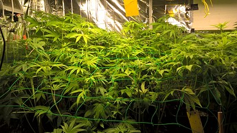 Growreport Bild 5