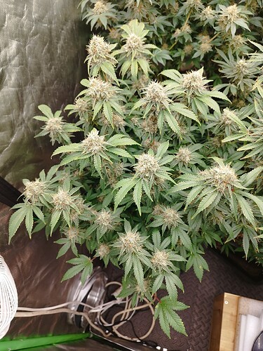 Growreport Bild 3