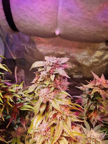 Growreport Bild 21