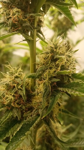 Growreport Bild 22