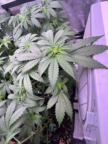 Growreport Bild 2