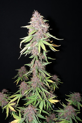 Growreport Bild 10