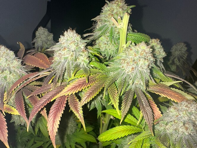 Growreport Bild 2